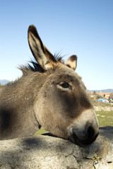 Fototapeta premium Donkey in the field. Species in extinction