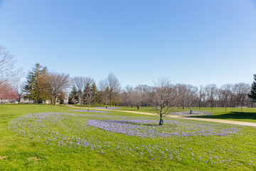 City park. spring landscape. blue flowers in spring park. Copy space for your text