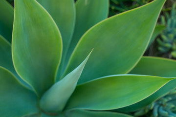 Fototapeta na wymiar green leaves of plant