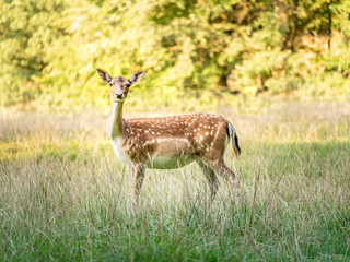 Naklejka na ściany i meble Image of deer standing on field and looking at the camera