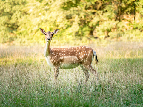 Image of deer standing on field and looking at the camera