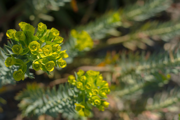 yellow flowers in garden