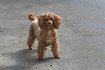 Very old blind brown poodle walks on street