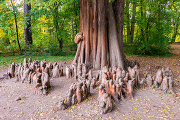 Close up photo of the knees and the trunk of a bald cypress (Taxodium distichum)