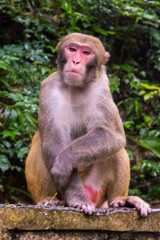 Rhesus Macaque, Macaca mulatta, seen near the Golden Whip Stream, Zhangjiajie UNESCO Global Geopark, Hunan, China.