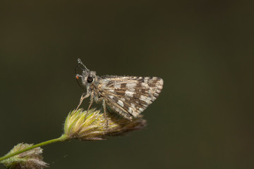 butterfly nature flower macro drop