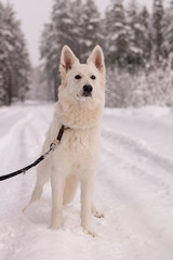 white beautiful dog in snow on a country road