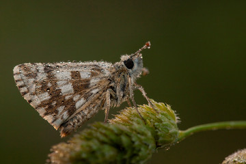 butterfly nature flower macro drop