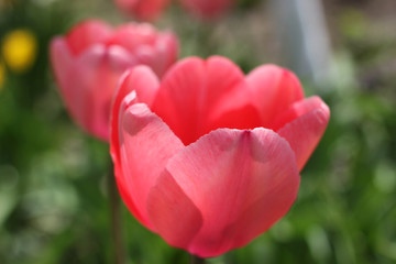 Pink tulip blooms in the garden on a sunny spring day.