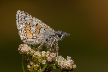 butterfly nature flower macro drop