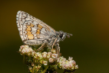 butterfly nature flower macro drop