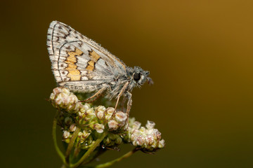 butterfly nature flower macro drop