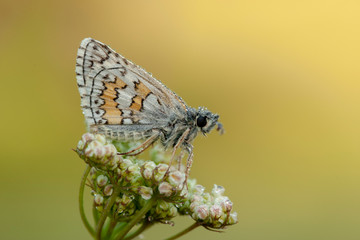 butterfly nature flower macro drop