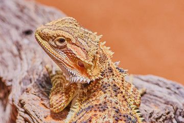 macro portrait of the head of a bearded dragon (Bartagame)