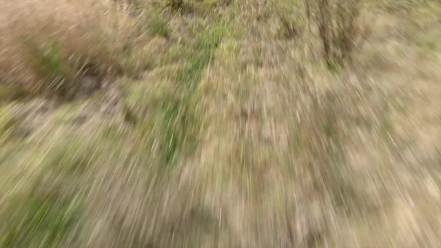 Aerial Forward: Wild Plants on Meadow