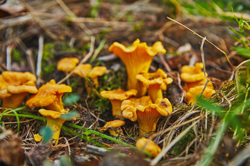 large group of chanterelles growing in forest