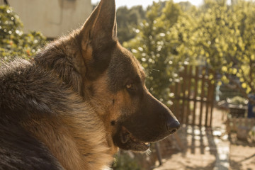 Perro pastor alemán observando su alrededor