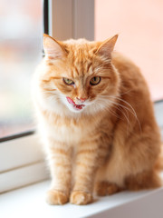 Obraz premium Cute ginger cat siting on window sill and licked. Fluffy pet with funny expression on face.