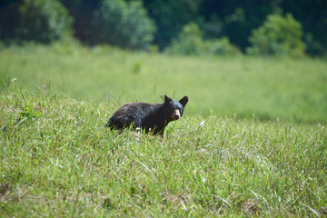 Black bear cub running through a field in the Smokey Mountains