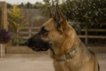 Naklejka premium Mirada pastor alemán enseñando los dientes