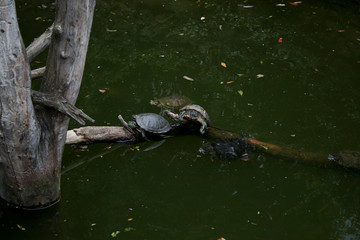 Two Turtles Trachemys scripta or Pond slider with red-eared slider in the pond resting on branch.