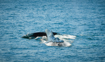 Humpback whales of the coast of Cape Cod