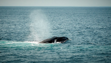Fototapeta premium Humpback whales of the coast of Cape Cod