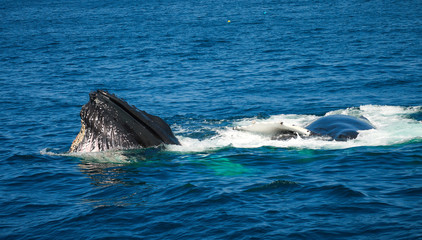 Humpback whales of the coast of Cape Cod