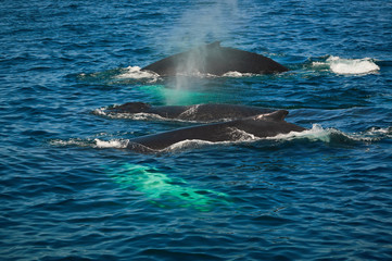 Fototapeta premium Humpback whales of the coast of Cape Cod
