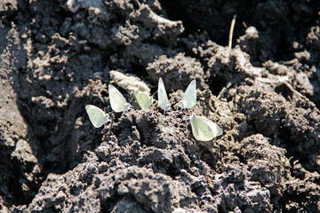 Butterflies Pieris brassicae sit on dirt and drink water by proboscis