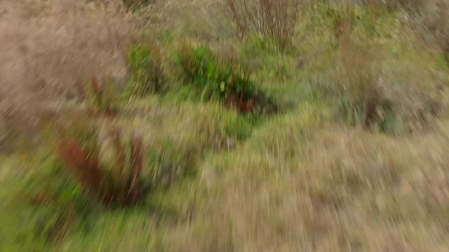 Aerial: Wild Plants on Meadow and Scenic Ruinous Hut next to Other Ruins