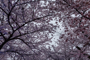 Blooming pink sakura flowers against the sky