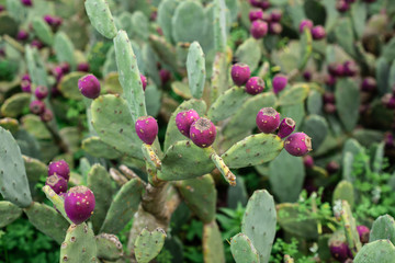 Eastern Prickly Pear 