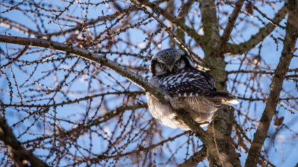 The Northern Hawk Owl perching on a larch branch