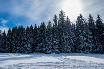 Mount Igman, Bosnia and Herzegovina