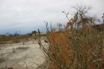 Abandoned Lot: Flora Overgrowth
