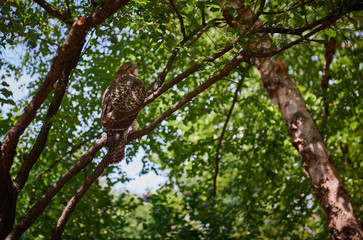 Bird of prey in tree