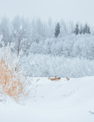 Young deer with brown fur looking for food on a snowy field with a forest in background. Thrilled facial expression staring straight. Bucks running over a field creating a picturesque winter landscape