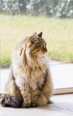 Naklejka na ściany i meble Lovely siberian cat of livestock in relax in a garden, long haired
