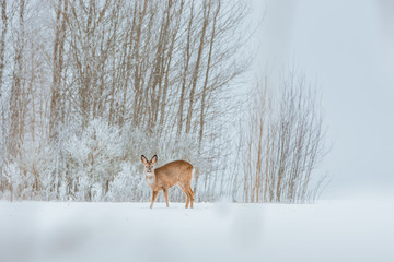 Young deer with brown fur looking for food on a snowy field with a forest in background. Thrilled facial expression staring straight. Bucks running over a field creating a picturesque winter landscape