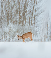 Naklejka na ściany i meble Young deer with brown fur looking for food on a snowy field with a forest in background. Thrilled facial expression staring straight. Bucks running over a field creating a picturesque winter landscape