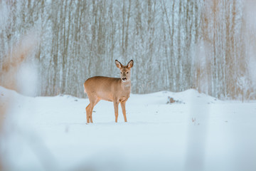 Fototapeta premium Young deer with brown fur looking for food on a snowy field with a forest in background. Thrilled facial expression staring straight. Bucks running over a field creating a picturesque winter landscape