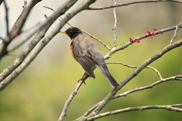 A Robin arriving during the early buds of spring