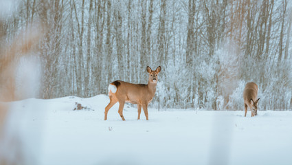 Fototapeta premium Young deer with brown fur looking for food on a snowy field with a forest in background. Thrilled facial expression staring straight. Bucks running over a field creating a picturesque winter landscape