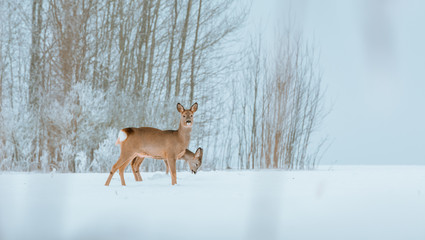 Young deer with brown fur looking for food on a snowy field with a forest in background. Thrilled facial expression staring straight. Bucks running over a field creating a picturesque winter landscape