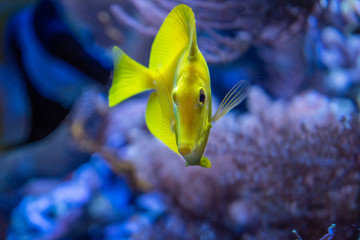 Gelber Doktorfisch im Aquarium