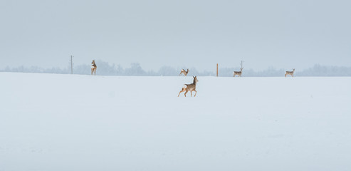 Young deer with brown fur looking for food on a snowy field with a forest in background. Thrilled facial expression staring straight. Bucks running over a field creating a picturesque winter landscape