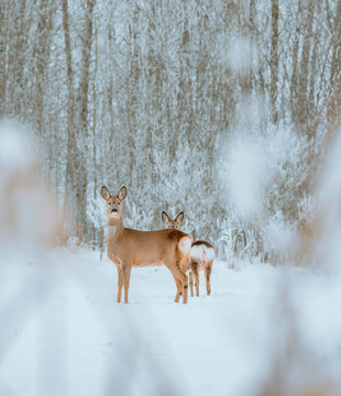 Young deer with brown fur looking for food on a snowy field with a forest in background. Thrilled facial expression staring straight. Bucks running over a field creating a picturesque winter landscape © Viesturs