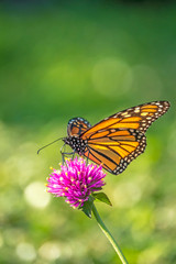 monarch butterfly, Danaus plexippus