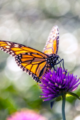 monarch butterfly, Danaus plexippus